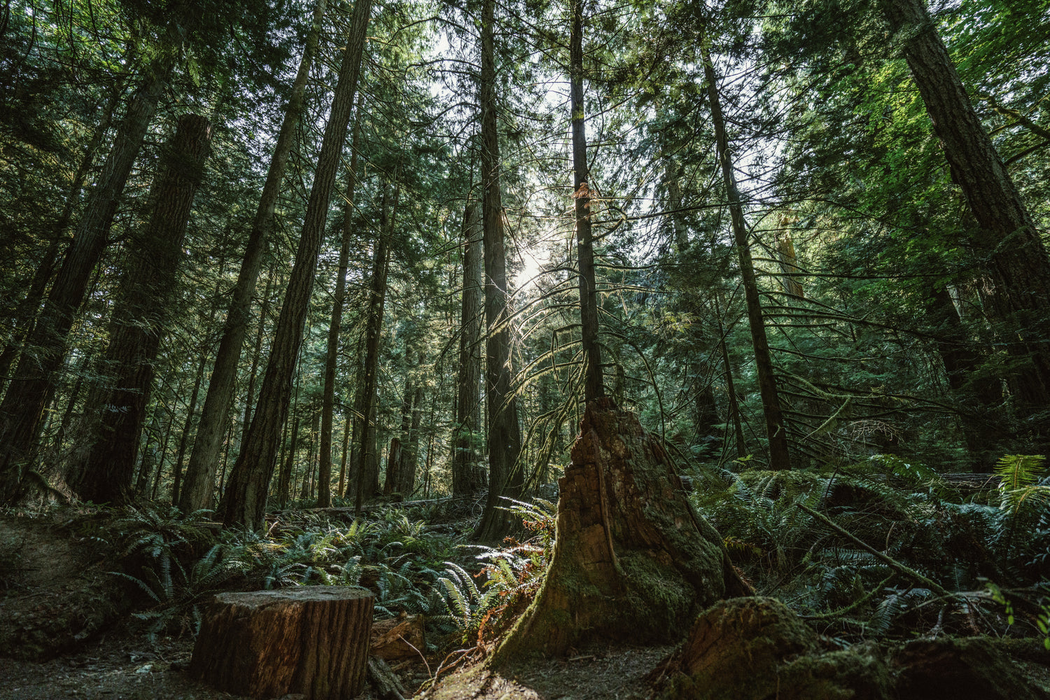 Arbres dans la forêt californienne. La qualité et l'origine du bois sont critiques dans la démarche éco-responsable de BOILISÉ.